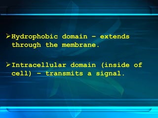 Hydrophobic domain – extends
through the membrane.
Intracellular domain (inside of
cell) – transmits a signal.
 
