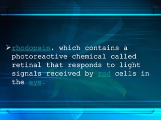 rhodopsin, which contains a
photoreactive chemical called
retinal that responds to light
signals received by rod cells in
the eye.
 