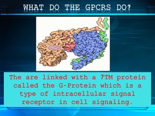 The are linked with a 7TM protein
called the G-Protein which is a
type of intracellular signal
receptor in cell signaling.
 