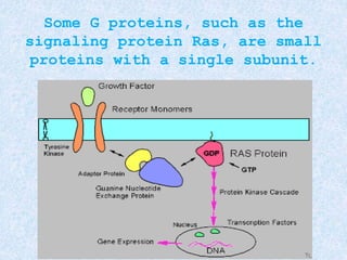 Some G proteins, such as the
signaling protein Ras, are small
proteins with a single subunit.
 