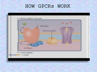 HOW GPCRs WORK
 