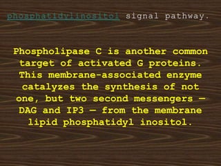 Phospholipase C is another common
target of activated G proteins.
This membrane-associated enzyme
catalyzes the synthesis of not
one, but two second messengers —
DAG and IP3 — from the membrane
lipid phosphatidyl inositol.
 