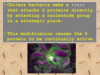 • Cholera bacteria make a
that attacks G proteins directly,
by attaching a nucleoside group
in a strategic place.
• This modification causes the G
protein to be continually active.
 