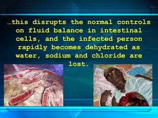 …this disrupts the normal controls
on fluid balance in intestinal
cells, and the infected person
rapidly becomes dehydrated as
water, sodium and chloride are
lost.
 