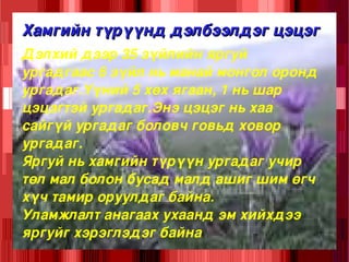Хамгийн түрүүнд дэлбээлдэг цэцэг Дэлхий дээр 35 зүйлийн яргуй ургадгаас 6 зүйл нь манай монгол оронд ургадаг.Үүний 5 хөх ягаан, 1 нь шар цэцэгтэй ургадаг.Энэ цэцэг нь хаа сайгүй ургадаг боловч говьд ховор ургадаг.  
