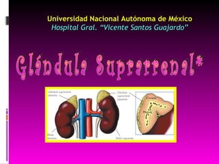 Universidad Nacional Autónoma de México Hospital Gral. “Vicente Santos Guajardo” Glándula Suprarrenal* 