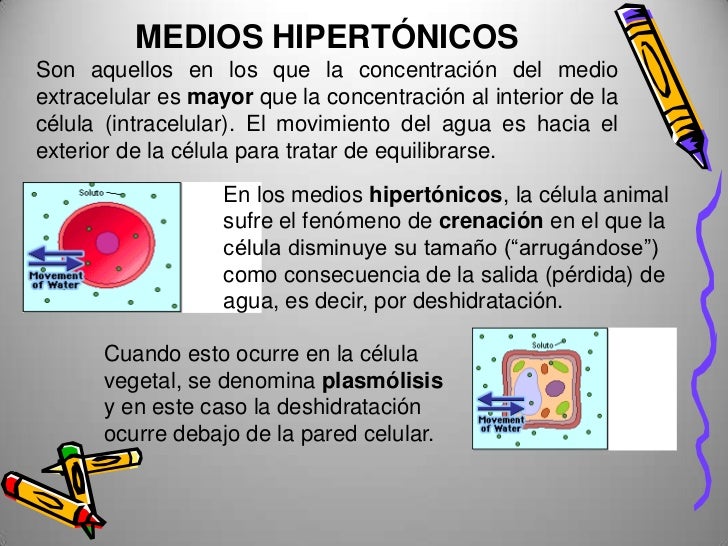 Resultado de imagen para medio isotonico