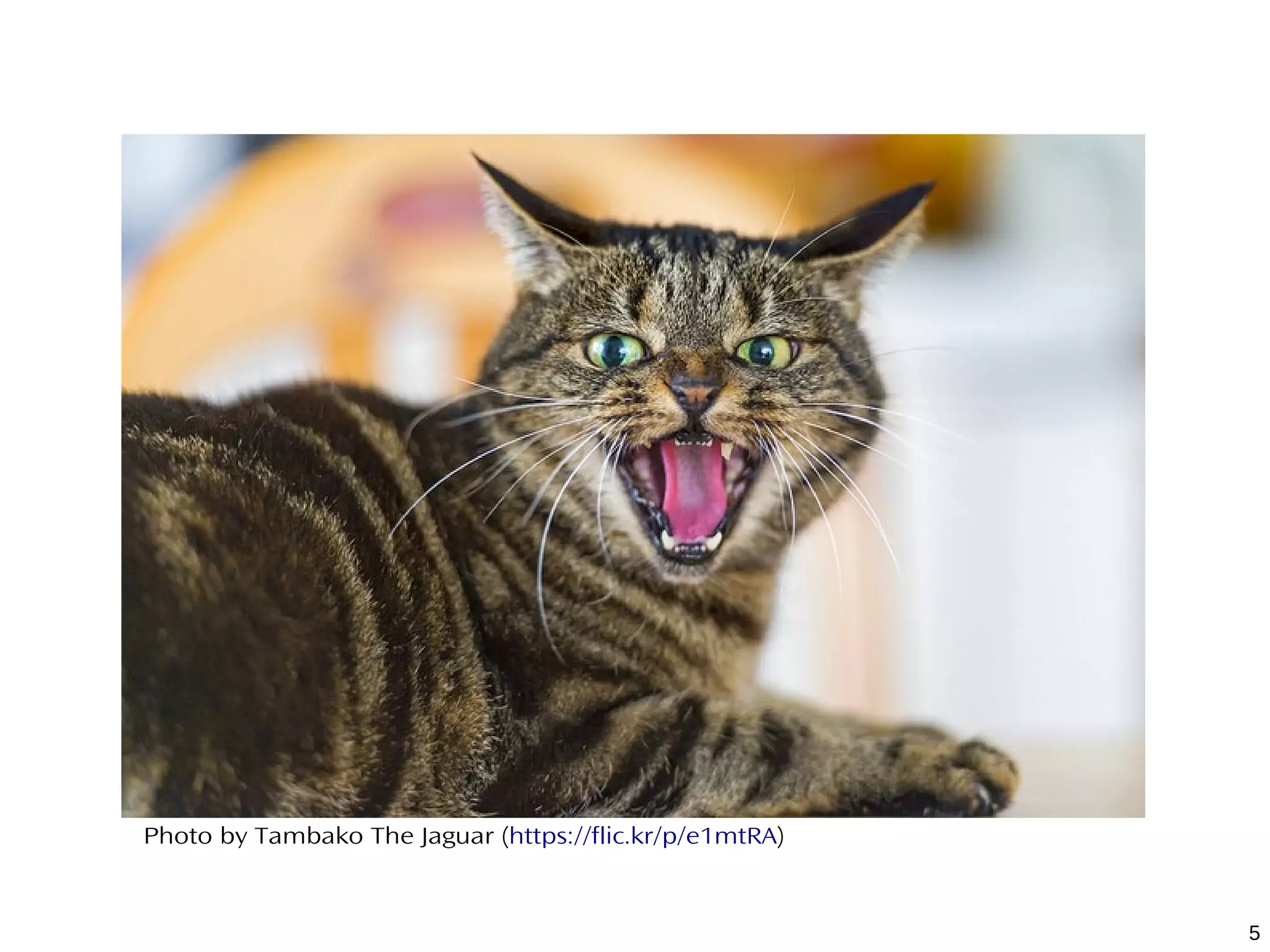 5
Photo by Tambako The Jaguar (https://flic.kr/p/e1mtRA)
 