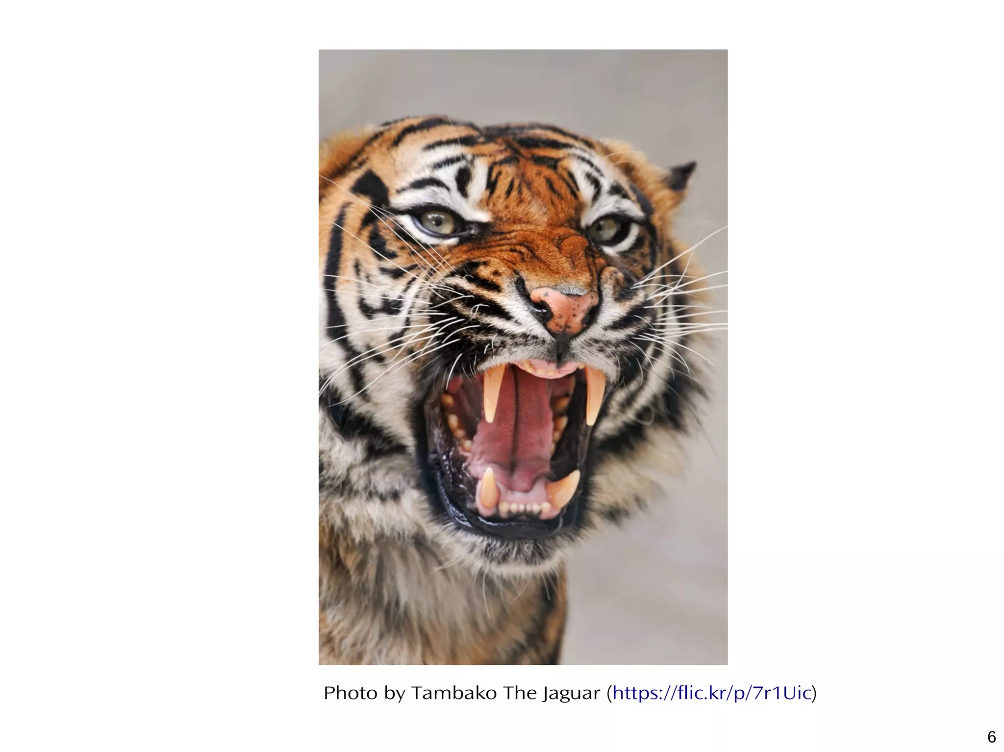 6
Photo by Tambako The Jaguar (https://flic.kr/p/7r1Uic)
 