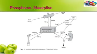 Phosphorus- Absorption
 
