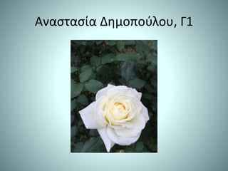 Αναστασία Δημοπούλου, Γ1
 