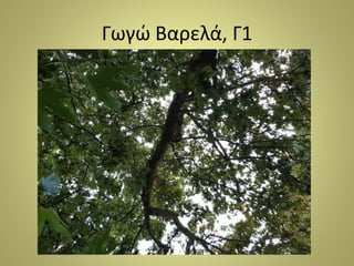 Γωγώ Βαρελά, Γ1
 