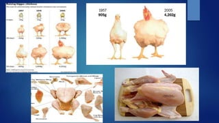G1 - Genetic Improvement in Poultry..pptx