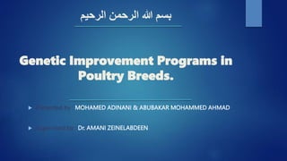 ‫الرحيم‬ ‫الرحمن‬ ‫هللا‬ ‫بسم‬
Genetic Improvement Programs in
Poultry Breeds.
 Presented by : MOHAMED ADINANI & ABUBAKAR MOHAMMED AHMAD
 Supervised by : Dr. AMANI ZEINELABDEEN
 