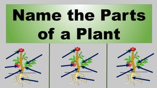 PARTS OF A PLANT GRADE 1 LESSON PLAN PRESENTATION | PPTX