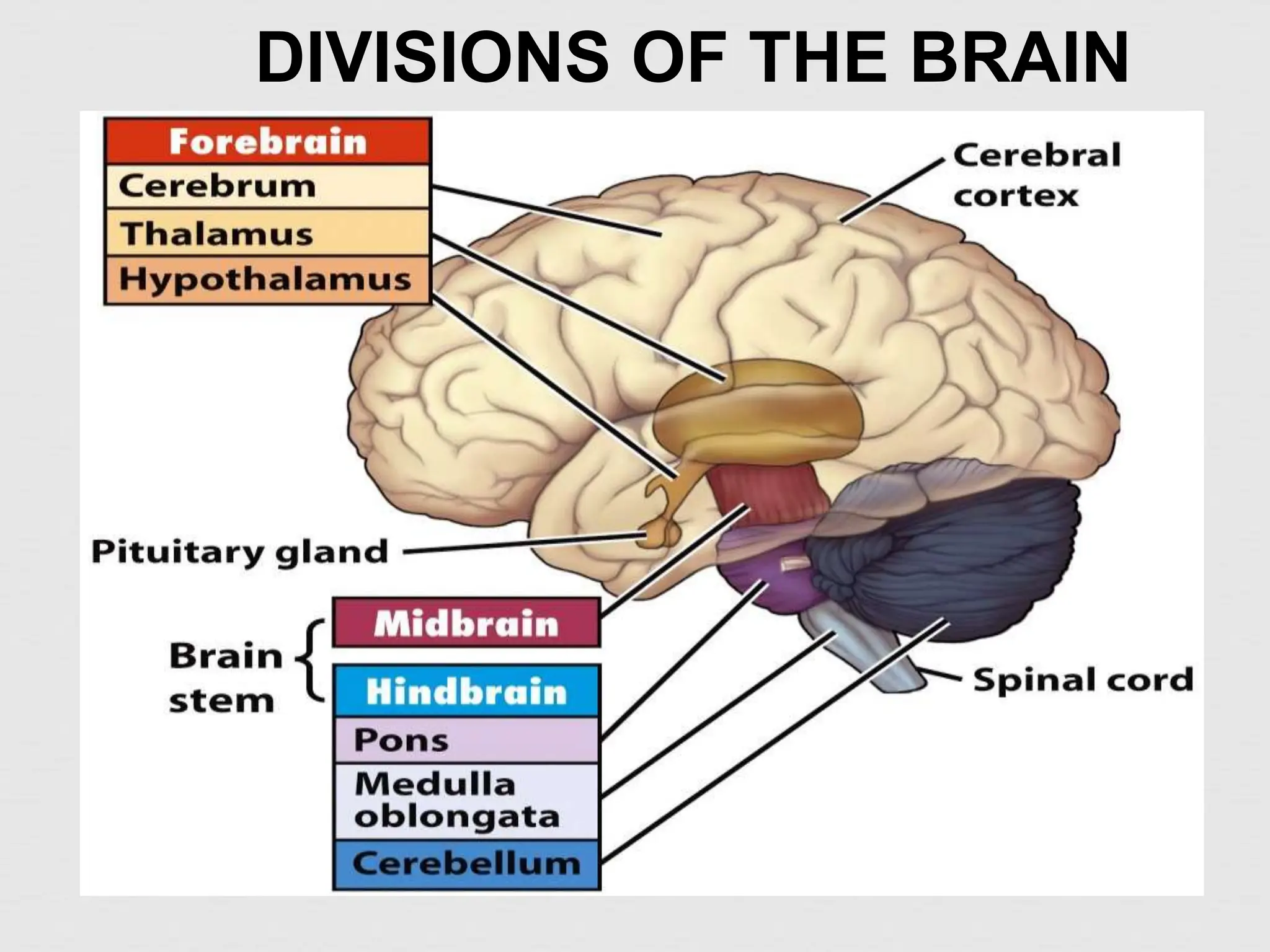 G10-Science-Q3-Week-3-Nervous-System.pptx