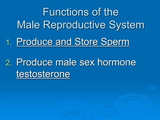 Functions of the
Male Reproductive System
1. Produce and Store Sperm
2. Produce male sex hormone
testosterone
 