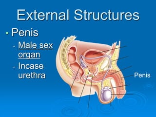 External Structures
• Penis
• Male sex
organ
• Incase
urethra Penis
 