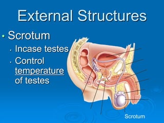 External Structures
• Scrotum
• Incase testes
• Control
temperature
of testes
Scrotum
 