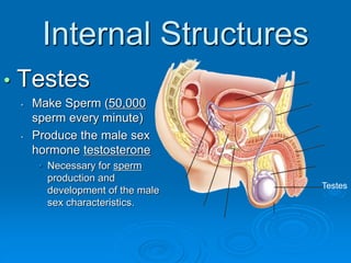 Internal Structures
• Testes
• Make Sperm (50,000
sperm every minute)
• Produce the male sex
hormone testosterone
• Necessary for sperm
production and
development of the male
sex characteristics.
Testes
 