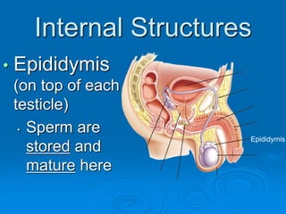 Internal Structures
• Epididymis
(on top of each
testicle)
• Sperm are
stored and
mature here
Epididymis
 