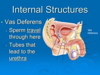 Internal Structures
• Vas Deferens
• Sperm travel
through here
• Tubes that
lead to the
urethra
Vas
Deferens
 