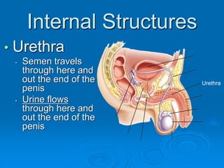 Internal Structures
• Urethra
• Semen travels
through here and
out the end of the
penis
• Urine flows
through here and
out the end of the
penis
Urethra
 