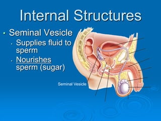 Internal Structures
• Seminal Vesicle
• Supplies fluid to
sperm
• Nourishes
sperm (sugar)
Seminal Vesicle
 