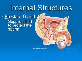 Internal Structures
• Prostate Gland
• Supplies fluid
to protect the
sperm
Prostate Gland
 