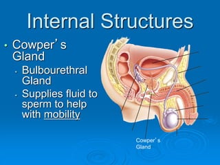 Internal Structures
• Cowper’s
Gland
• Bulbourethral
Gland
• Supplies fluid to
sperm to help
with mobility
Cowper’s
Gland
 