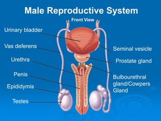 Male Reproductive System
Seminal vesicle
Prostate gland
Bulbourethral
gland/Cowpers
Gland
Front View
Urinary bladder
Vas deferens
Urethra
Penis
Epididymis
Testes
 