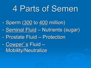 4 Parts of Semen
• Sperm (300 to 400 million)
• Seminal Fluid – Nutrients (sugar)
• Prostate Fluid – Protection
• Cowper’s Fluid –
Mobility/Neutralize
 