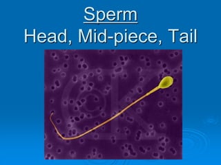 Sperm
Head, Mid-piece, Tail
 