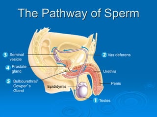 Seminal
vesicle
Prostate
gland
Bulbourethral/
Cowper’s
Gland
Vas deferens
Urethra
Penis
Testes
The Pathway of Sperm
Epididymis
 