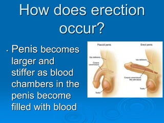 How does erection
occur?
• Penis becomes
larger and
stiffer as blood
chambers in the
penis become
filled with blood
 