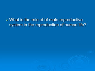  What is the role of of male reproductive
system in the reproduction of human life?
 