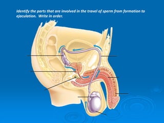 Identify the parts that are involved in the travel of sperm from formation to
ejaculation. Write in order.
 