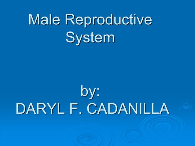Male Reproductive System Ppt PPT