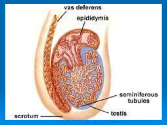 Male Reproductive System Ppt PPT