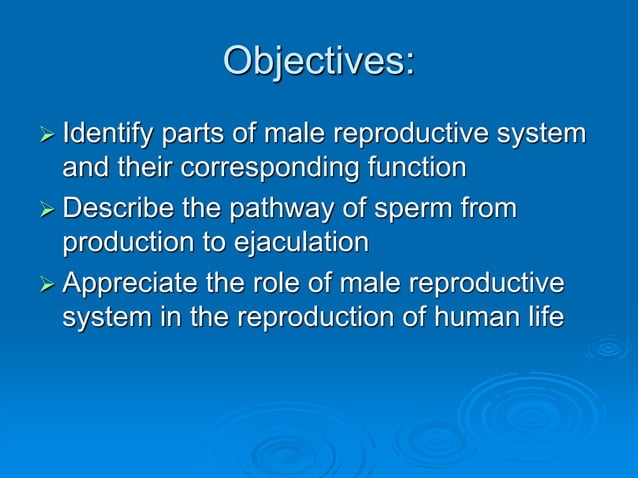 Male Reproductive System Ppt PPT