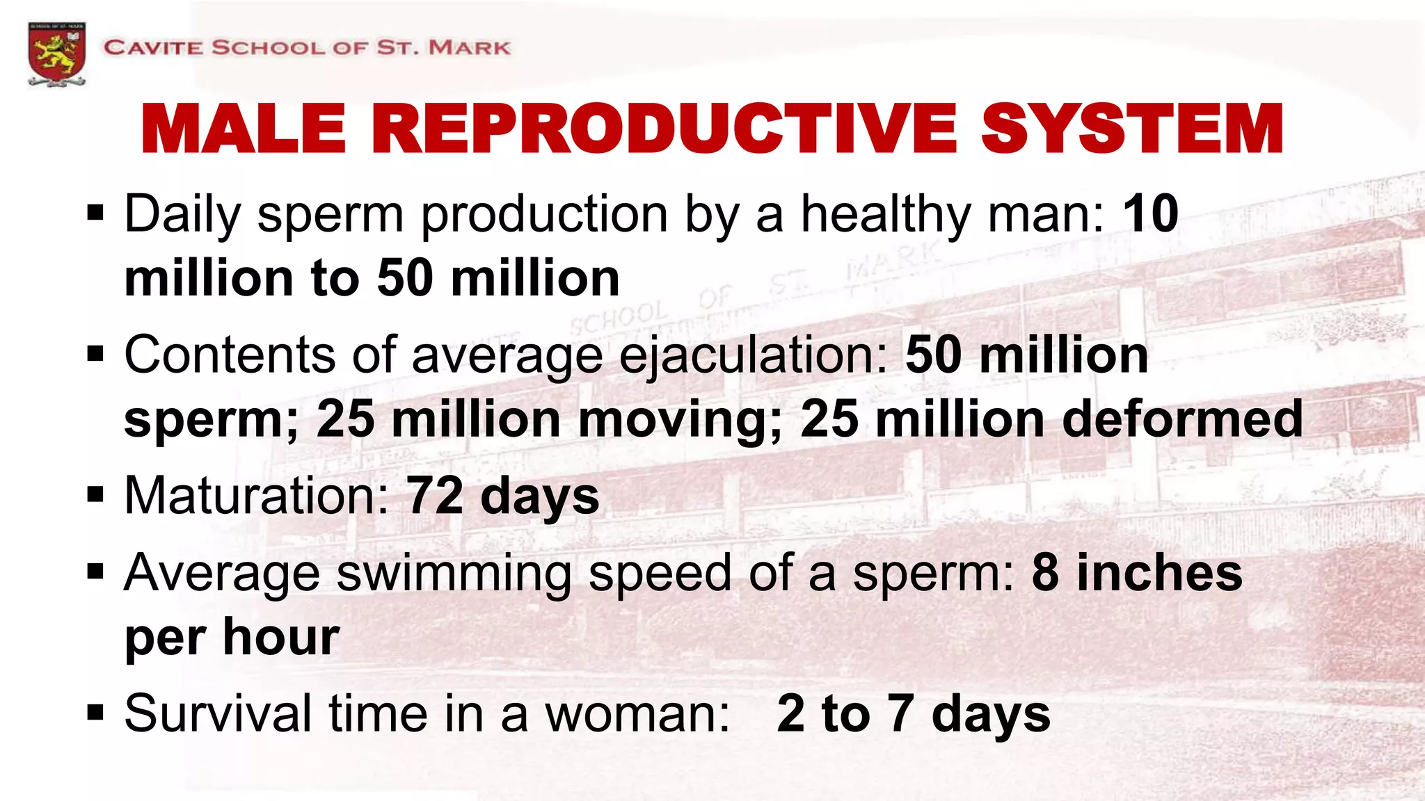 Male Reproductive System | PPTX