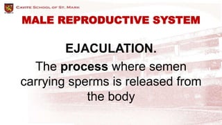 Male Reproductive System | PPTX
