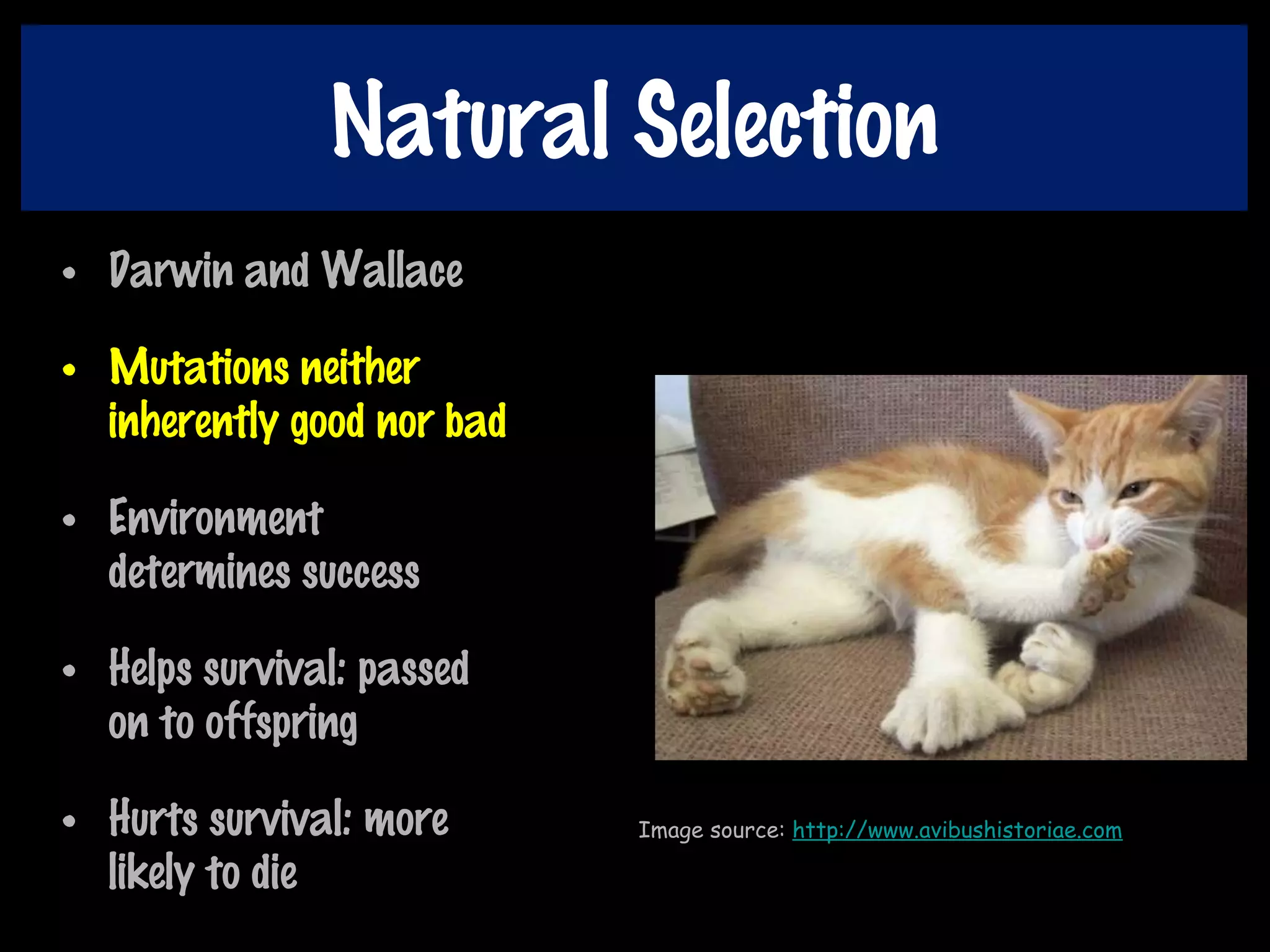 Natural Selection
• Darwin and Wallace
• Mutations neither
inherently good nor bad
• Environment
determines success
• Helps survival: passed
on to offspring
• Hurts survival: more
likely to die
Image source: http://www.avibushistoriae.com
 