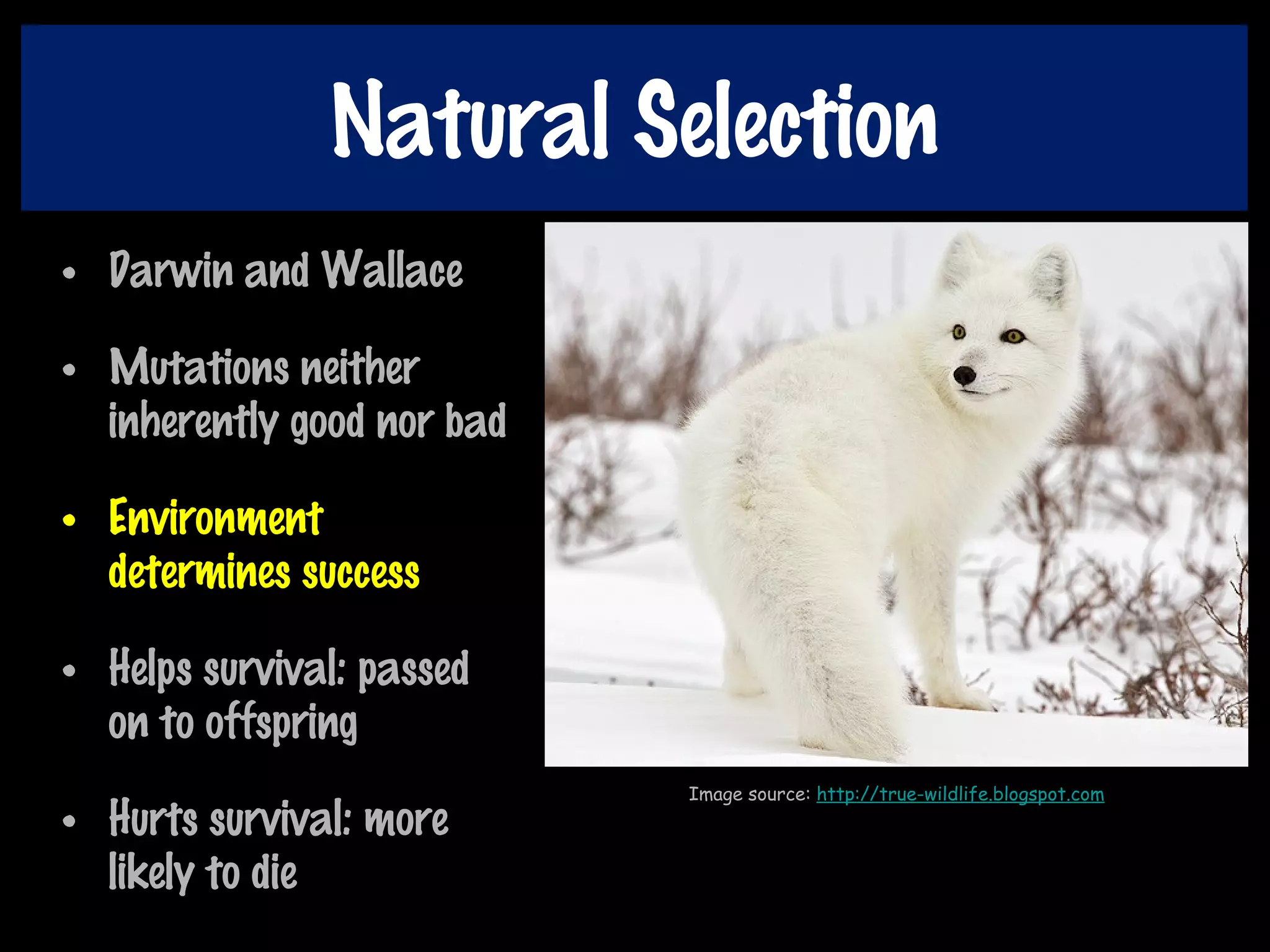 Natural Selection
• Darwin and Wallace
• Mutations neither
inherently good nor bad
• Environment
determines success
• Helps survival: passed
on to offspring
• Hurts survival: more
likely to die
Image source: http://true-wildlife.blogspot.com
 