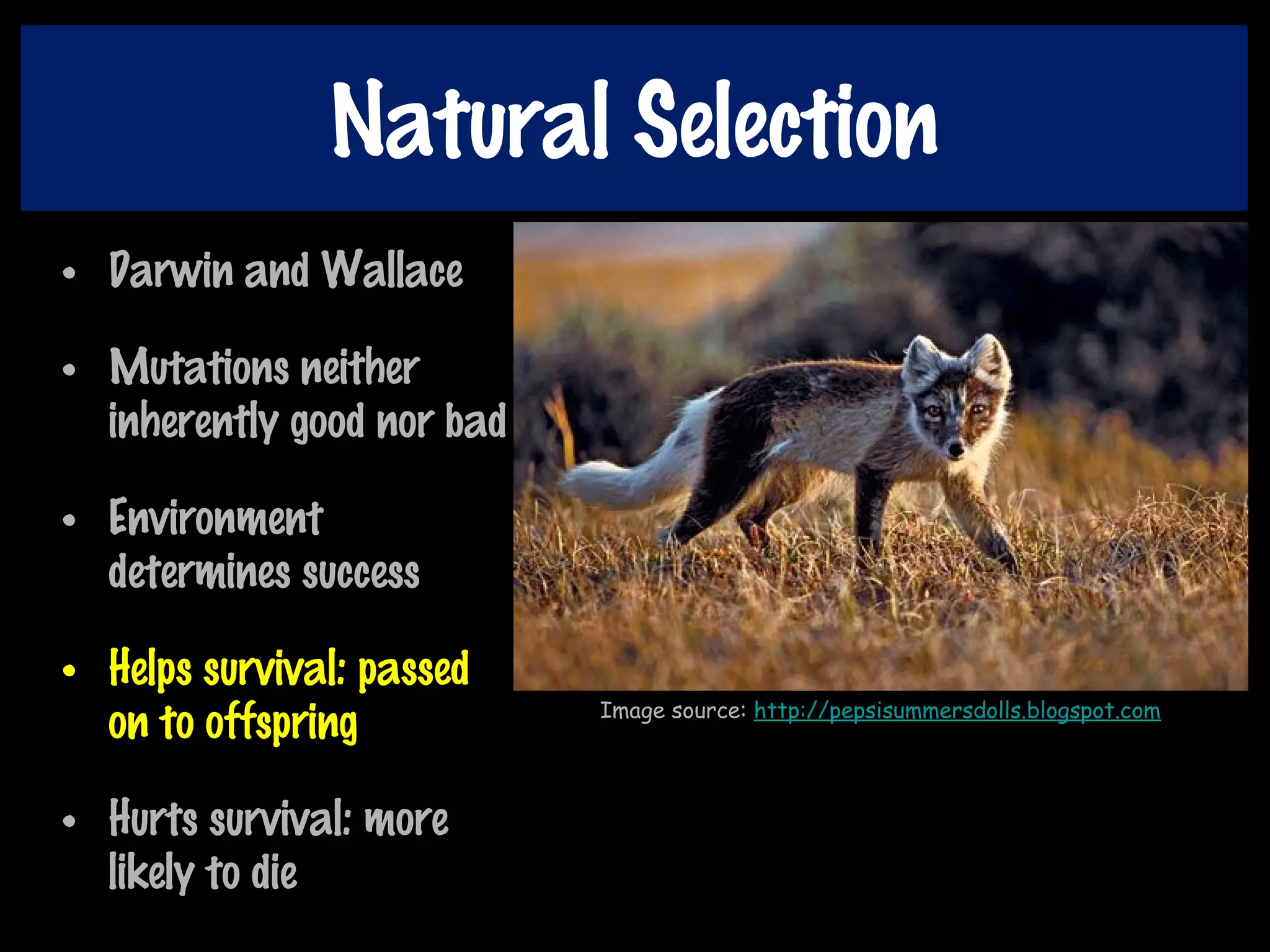 Natural Selection
• Darwin and Wallace
• Mutations neither
inherently good nor bad
• Environment
determines success
• Helps survival: passed
on to offspring
• Hurts survival: more
likely to die
Image source: http://pepsisummersdolls.blogspot.com
 