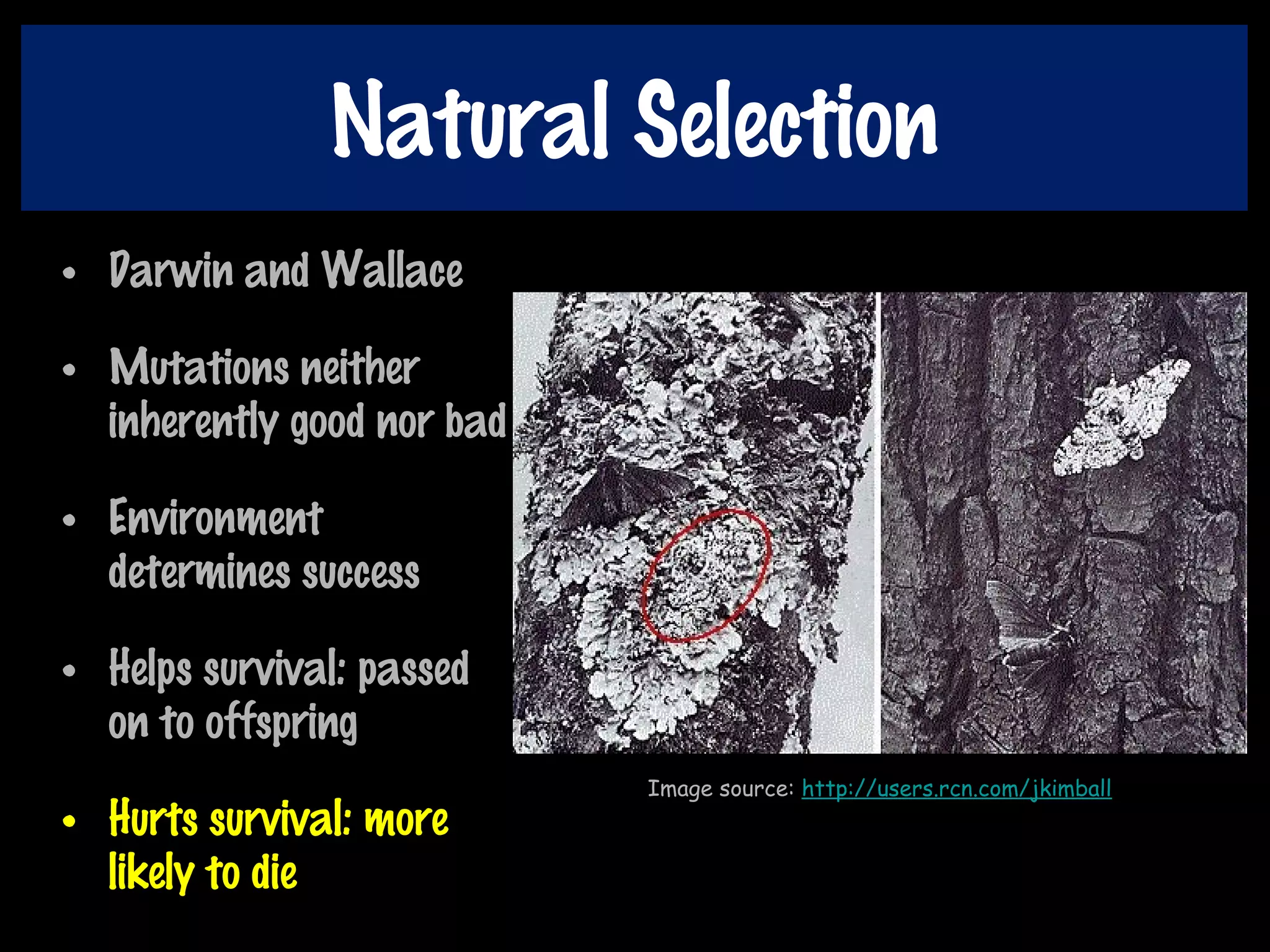 Natural Selection
• Darwin and Wallace
• Mutations neither
inherently good nor bad
• Environment
determines success
• Helps survival: passed
on to offspring
• Hurts survival: more
likely to die
Image source: http://users.rcn.com/jkimball
 