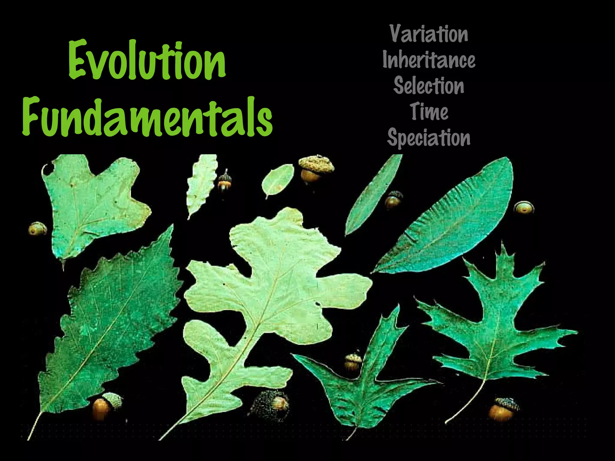 Evolution
Fundamentals
Variation
Inheritance
Selection
Time
Speciation
 