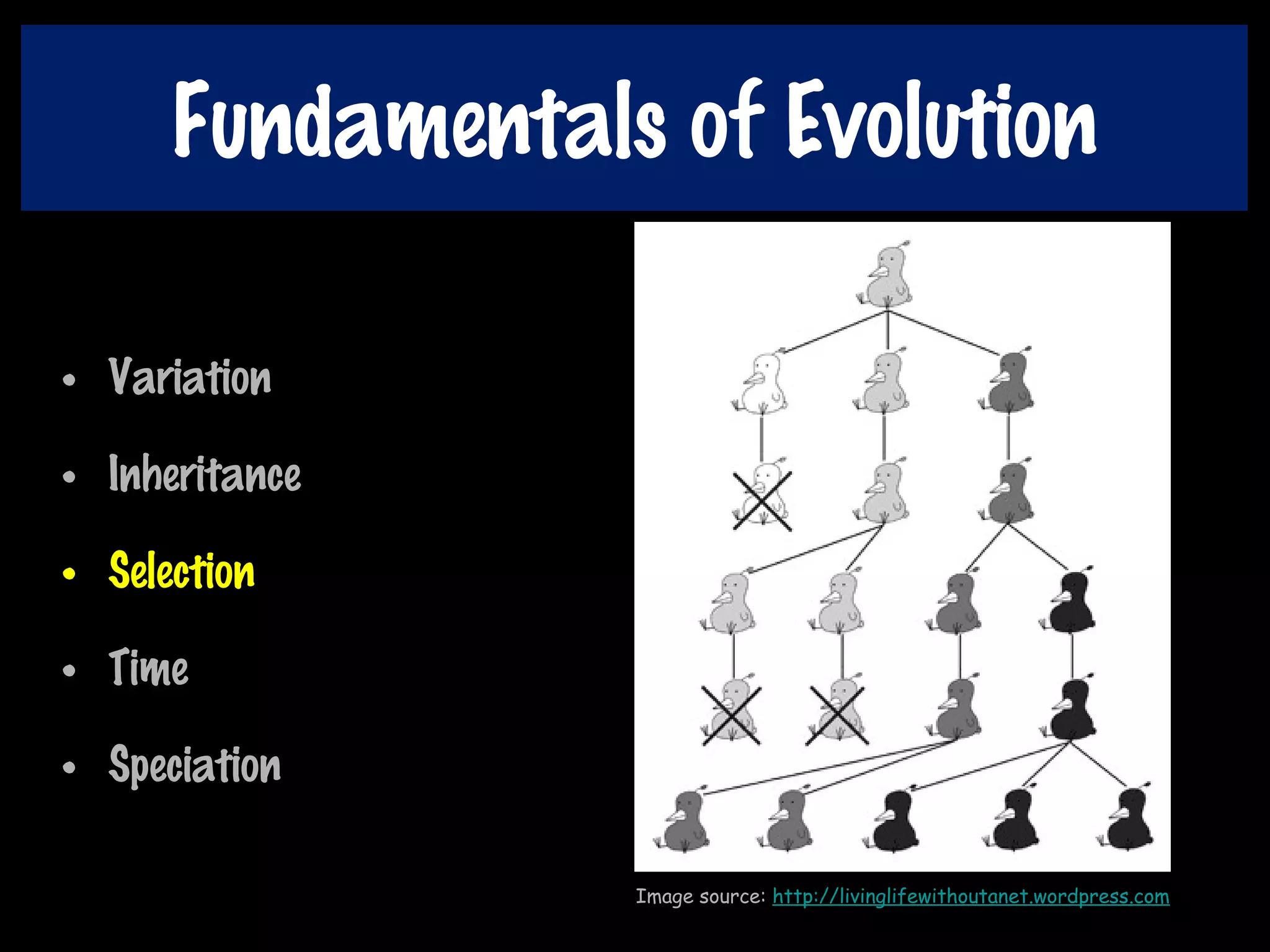 Fundamentals of Evolution
• Variation
• Inheritance
• Selection
• Time
• Speciation
Image source: http://livinglifewithoutanet.wordpress.com
 