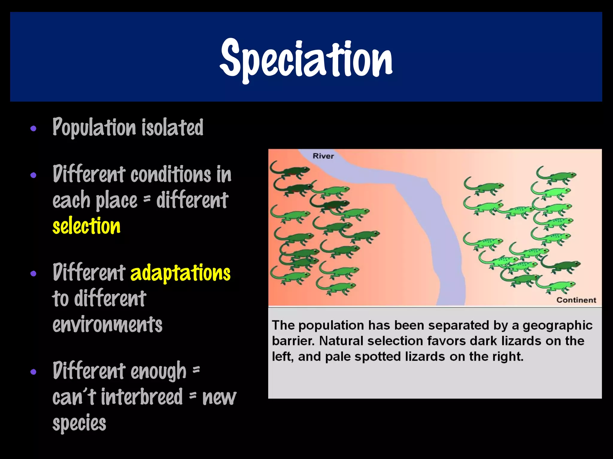 Speciation
• Population isolated
• Different conditions in
each place = different
selection
• Different adaptations
to different
environments
• Different enough =
can’t interbreed = new
species
 