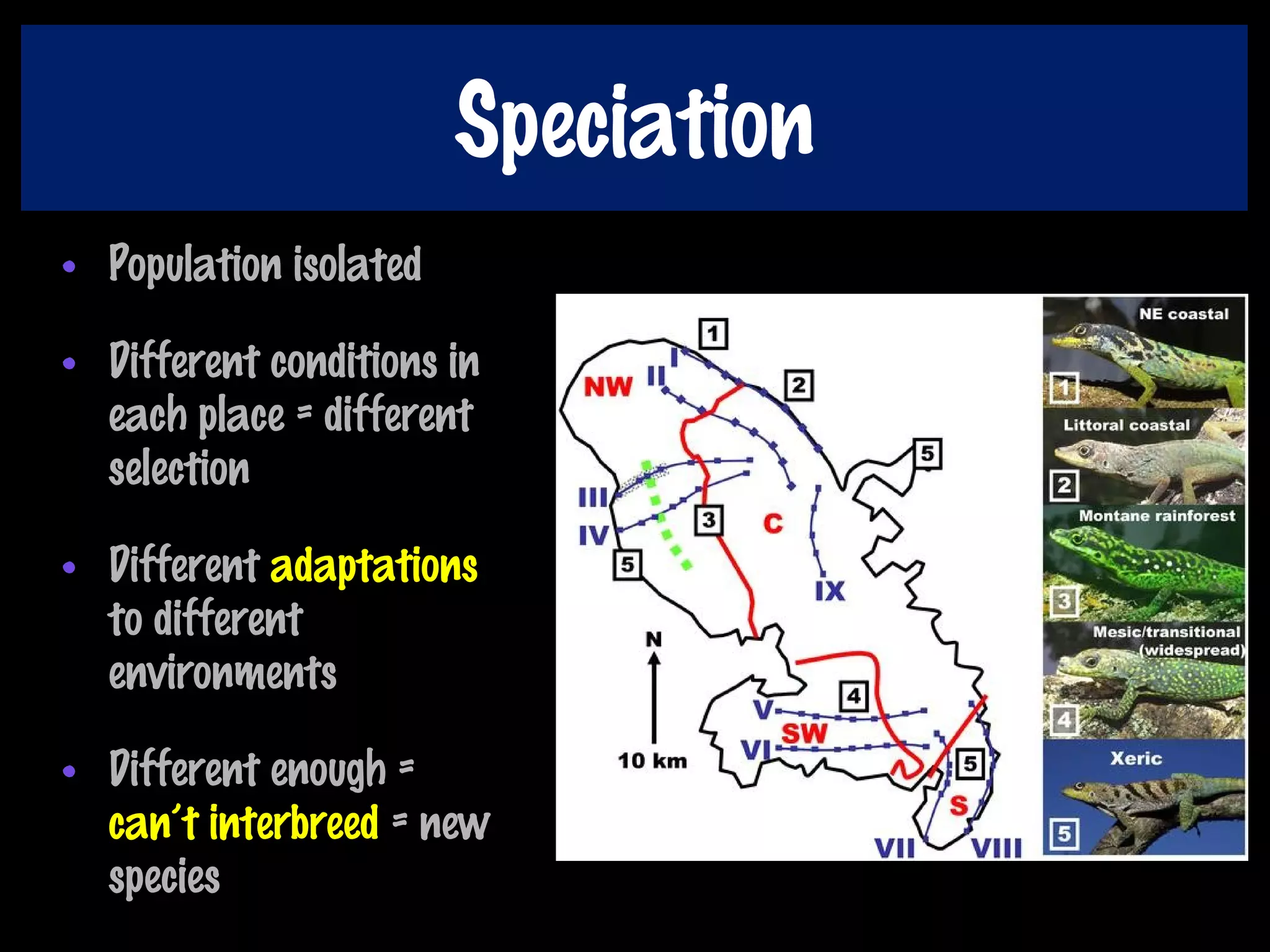 Speciation
• Population isolated
• Different conditions in
each place = different
selection
• Different adaptations
to different
environments
• Different enough =
can’t interbreed = new
species
 